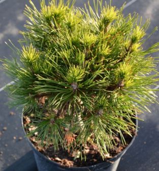 Sosna górska (Pinus mugo) Varella - kulista odmiana kosodrzewiny C5 20cm